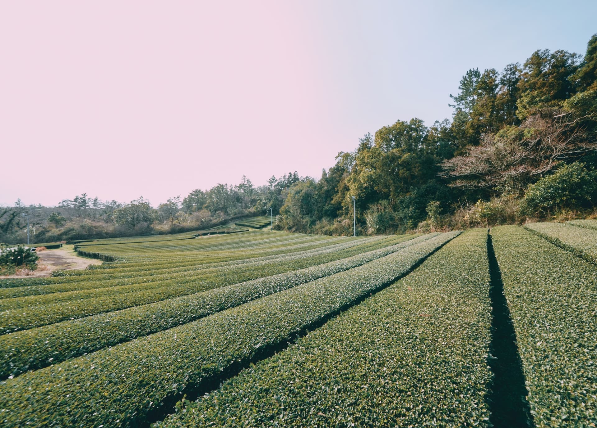 오설록 티뮤지엄 · 티스톤 · 서광차밭 대표 풍경 4